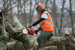 Abattage d'arbre à Montreuil-Bellay