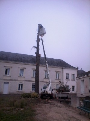 Abattage d'arbre