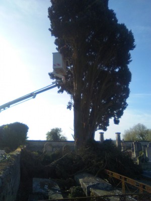 Abattage d'arbre Longué-Jumelles	