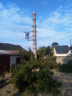 Abattage d'arbre Saumur	