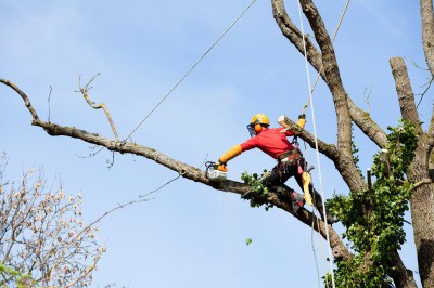 Abattage d'arbre